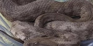 Iğdır'da bir evin bahçesinde bulunan koca engerek yılanı Ağrı Dağı'na bırakıldı