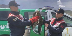 Ağrı'da jandarma ekiplerince bulunan yaralı şahin tedavi altına alındı