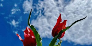 Laleler kırmızı rengiyle doğayı süslüyor