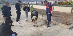 Erzincan'da dereye düşen köpeği itfaiye ekipleri kurtardı