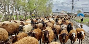 Ağrılı göçerler koyun sürüsüyle yaylaların yolunu tuttu