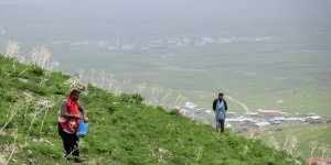 Ağrılıların heliz otu mesaisi başladı