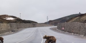 Kış uykusundan uyanan ayılar kara yoluna indi