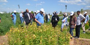 Muş Alparslan Üniversitesinde yetiştirilen tıbbi ve aromatik bitkilerin hasadına başlandı