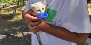 Elazığ'da ağaçta mahsur kalan yavru kediyi elektrik kurumu ekipleri kurtardı