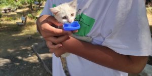 Elazığ'da ağaçta mahsur kalan yavru kediyi elektrik kurumu ekipleri kurtardı
