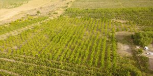 Bitlis'te 29 çiftçiye elma bahçesi kuruldu