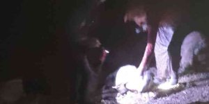 Yıldırım düştü çoban yaralandı, 63 koyun telef oldu