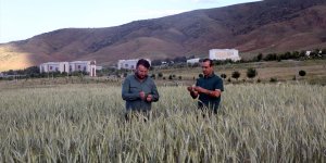 Muş'ta karışım halinde yapılan yem bitkisi ekim denemesi başarılı geçti