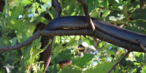 Tunceli'de dev yılan paniği