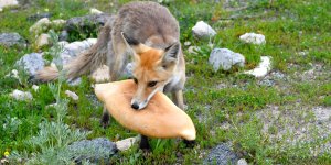 Kars'ta yavrularıyla yiyecek arayan kızıl tilkiyi vatandaşlar besledi