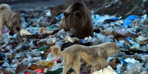 Kars'ta yiyecek arayan bozayılarla köpeklerin mücadelesi kameraya yansıdı