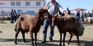 Ağrı'da aylardır özenle bakılan kurbanlıklar pazara indi
