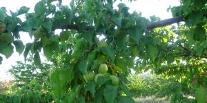 Malatya'da kayısı üreticisi hasat için gün sayıyor