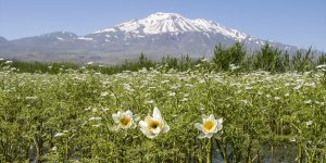 Süphan Dağı eteklerinde nilüferler açtı