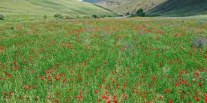 Murat Nehri'nin çevresi kırmızı ve mor çiçeklerle kaplandı