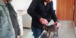 Ağrı'da bulunan kurt yavruları tedavi altına alındı
