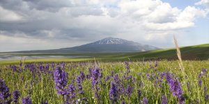 Süphan Dağı eteğindeki Sütey Yaylası çiçeklerle renklendi