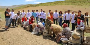 Van'da yerli ve yabancı aşçılar yaylada koyun sağımını izledi
