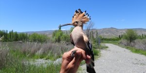Böceklerle beslenen ibibikler Aras'ın ekosistemine katkı sağlıyor