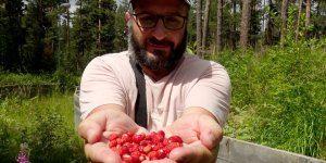 Kars'ta yüksek rakımda yetişen doğal yer çilekleri toplanmaya başlandı