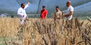 Van Gölü Havzası'nın yerel buğday çeşitleri koruma altına alındı