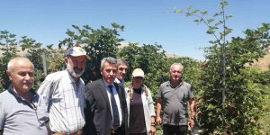 Böğürtlenden sevindiren verim