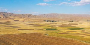 Bereketli Muş Ovası'nda 375 bin ton buğday rekoltesi bekleniyor