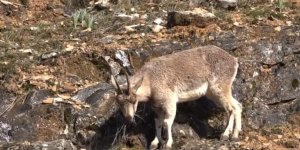 Tunceli'de yaban keçileri görüntülendi