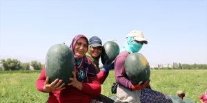 Iğdır karpuzunda rekolte beklentisi 25 bin tonun üzerinde