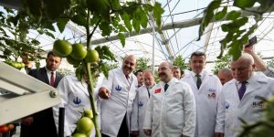 Ilıca domatesinin ilk hasadını Bakan Varank yaptı