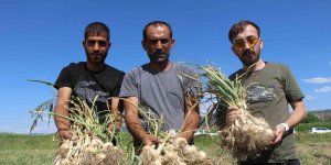 İlk kez ekimini yaptığı sarımsağı hasat etti