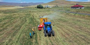Ağrı'da yaylalar ve köylerdeki ot verimi çiftçinin yüzünü güldürüyor
