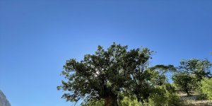 Erzincan'da 10 sakız ağacı 'anıt ağaç' olarak tescillendi