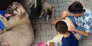 Ağrı'da çocuklar aracın çarptığı yavru köpeği tedavi ederek sahiplendi