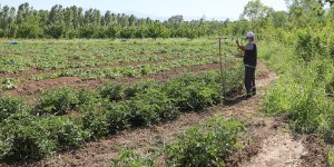 Iğdır'da bu yıl domateste 30 bin ton rekolte bekleniyor