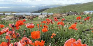 Ardahan'da yaylalar, çiçeklerle renklendi