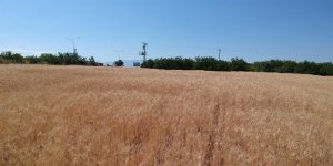 Malatya'da ekilen yeni buğday türünden yüksek verim alındı