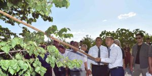 Malatya'da kayısı hasadı sürüyor