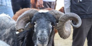 Iğdır'daki hayvan pazarında Kurban Bayramı yoğunluğu yaşanıyor