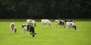 Buzağı kayıplarının önüne geçebilmek mümkün