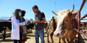 Van Büyükşehir Belediyesi hayvan pazarında bilgilendirme yaptı