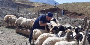 Hakkari'de kurbanlıklar sağlık taramasından geçirildi