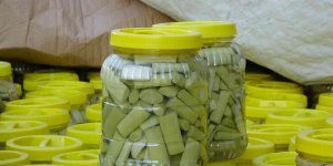 Kanser hastalığına iyi geldiği tespit edilen uçkun bitkisinin turşusu yapıldı