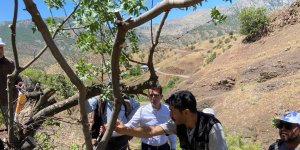 Bingöl'de menengiç ağaçlarına fıstık aşısı yapılmaya başlandı