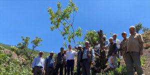 Bingöl'de 2 bin yabani menengiç ağacına fıstık aşısı yapıldı