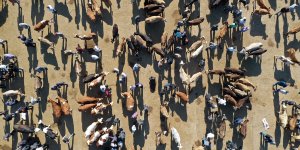 Batı illerine kurbanlıkların gönderildiği Ağrı Hayvan Pazarı'ndaki hareketlilik sürüyor