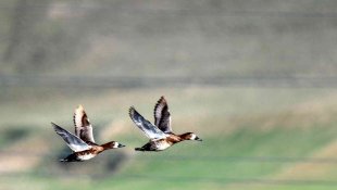 Göçmen kuşların Afrika- Asya yolculuğunun mola noktası: Ekşisu Sazlığı Sulak Alanı