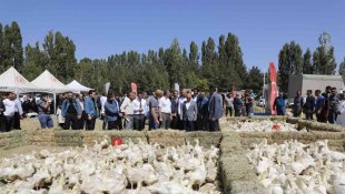 Ağrı'da 5 bin adet kaz palazı üreticiye dağıtıldı