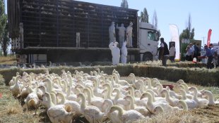 Ağrı'da devlet desteğiyle kaz yetiştiriciliği yaygınlaşıyor